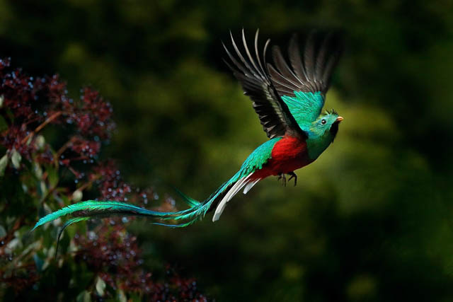 Resplendent quetzal flying in talamanca cloud forests